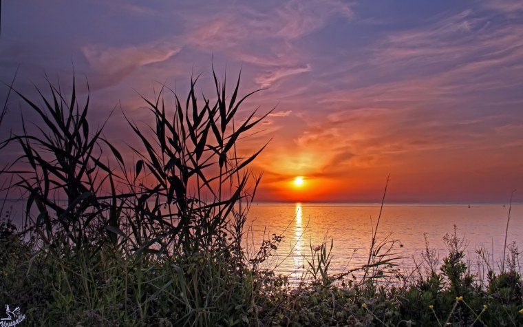 Камыш в Астраханской области