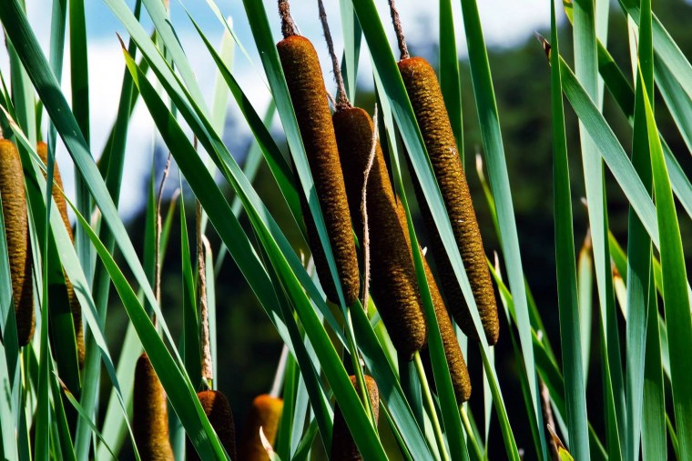 Камыш или рогоз