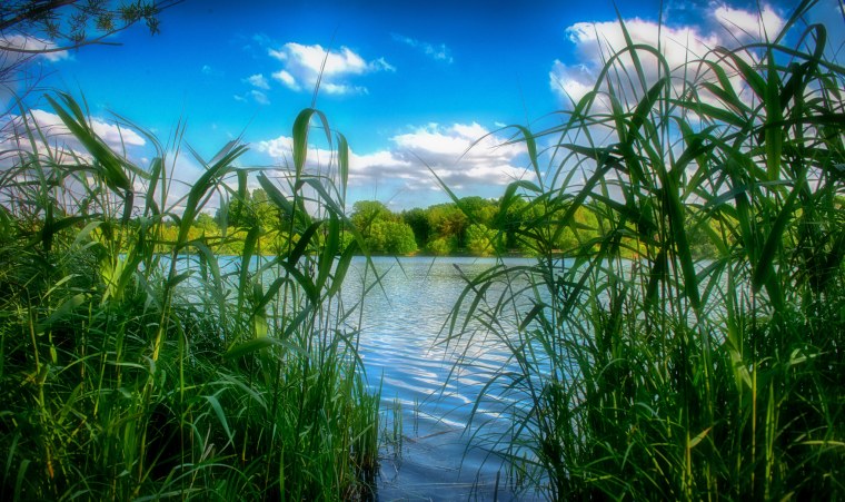 Травинка в воде