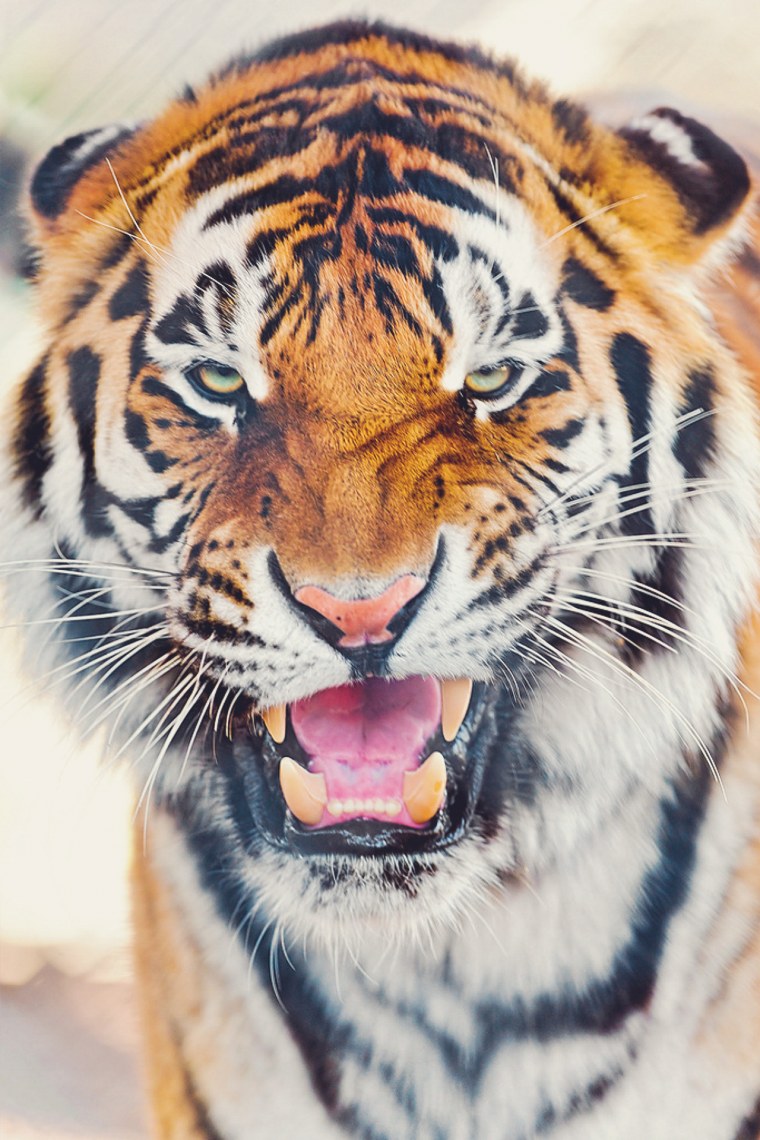 Надпись тигр