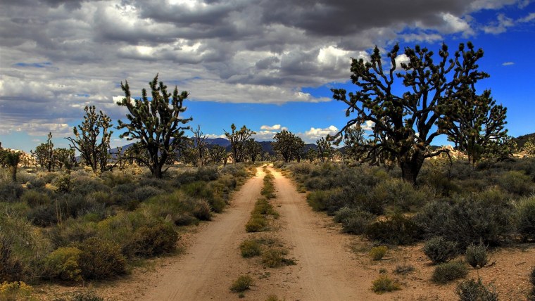 Пустыня Мохаве Аризона