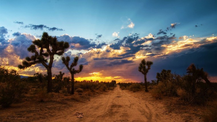 Пустыня Мохаве США