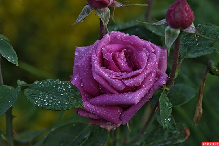 Красивые цветы крупно