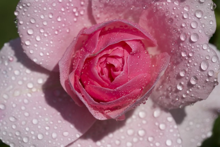 Роза Персиан Йеллоу