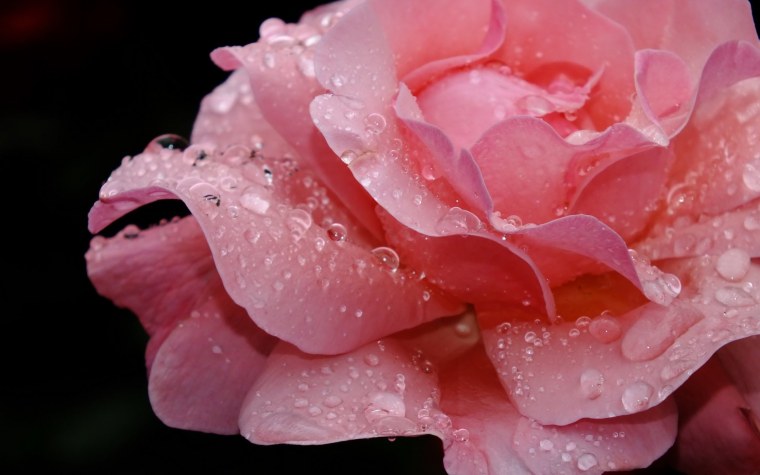 Красная Галльская роза