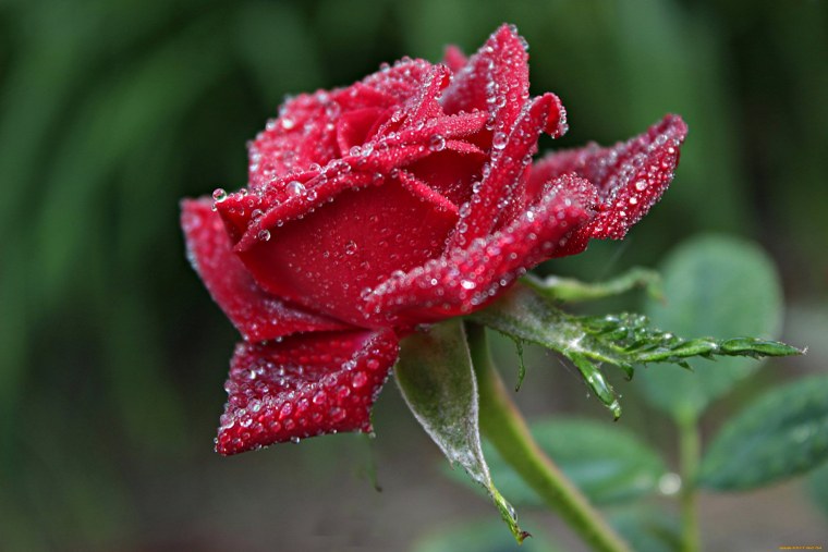 Красная роза с росой