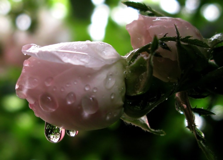 Роза в росе