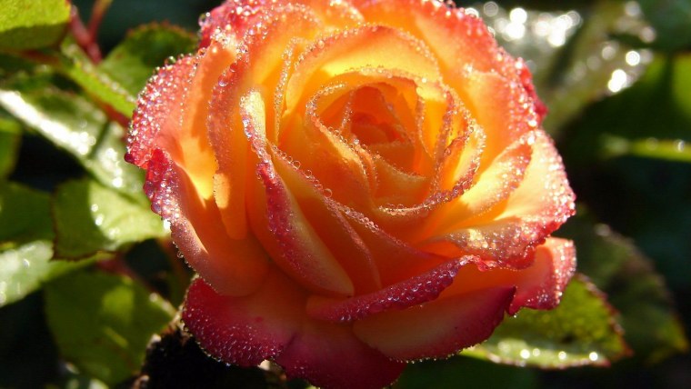 Цветы в росе