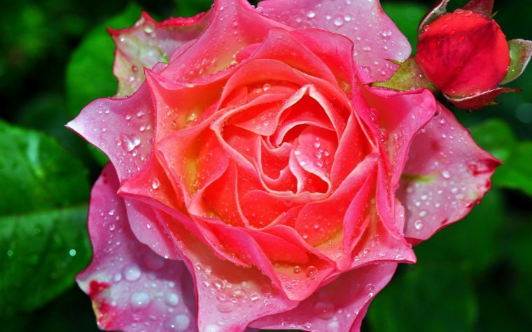 Цветы в росе