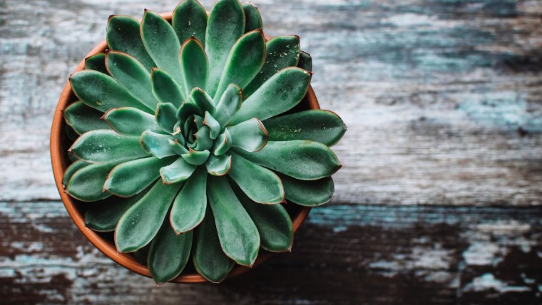 Эхеверия Рондо