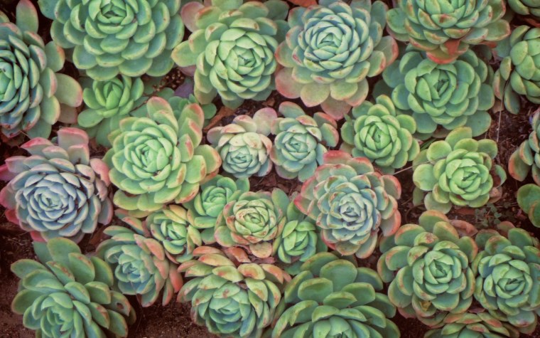 Суккуленты Эстетика