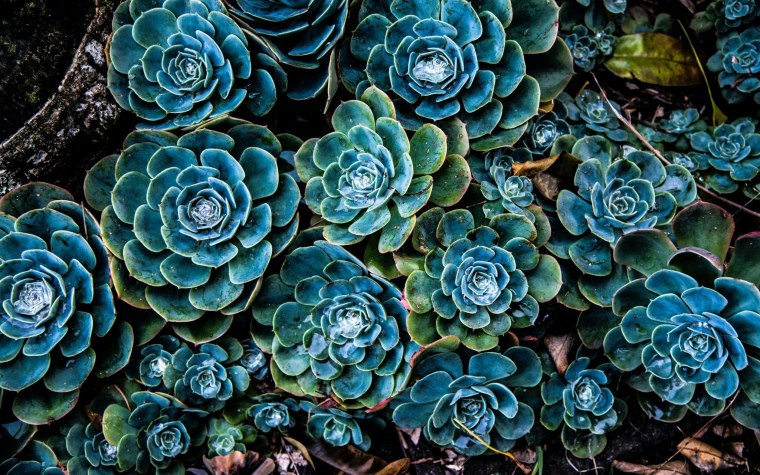 Кактус эхеверия