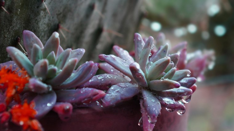 Суккуленты Эстетика