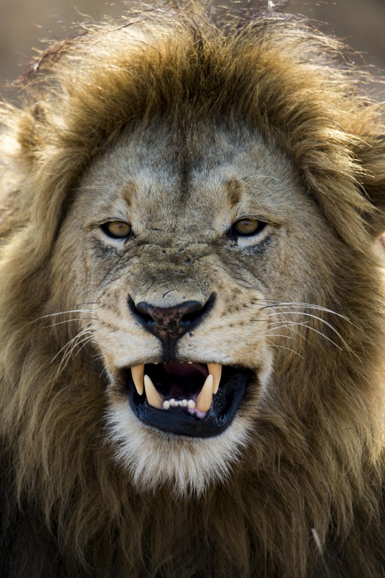 Огненный тигр архейдж