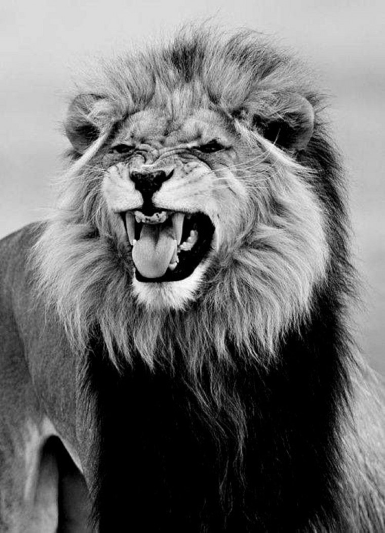 Оскал черно белый