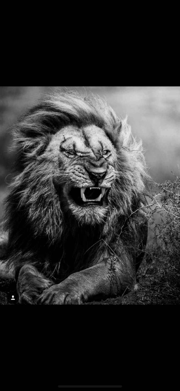 Страшный Лев