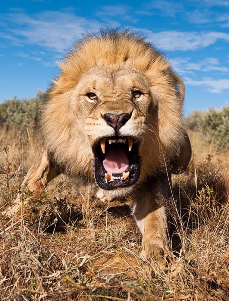 Царь зверей 8 слушать онлайн бесплатно