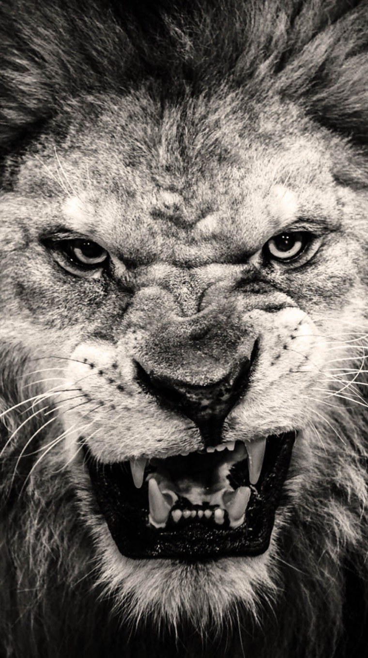 Злость Льва