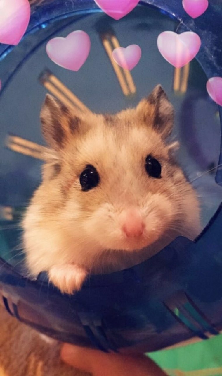 Джунгарский хомяк злой