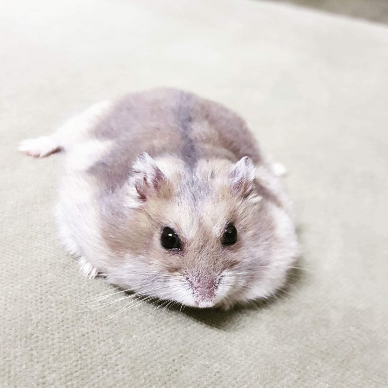 Симпатичный хомяк