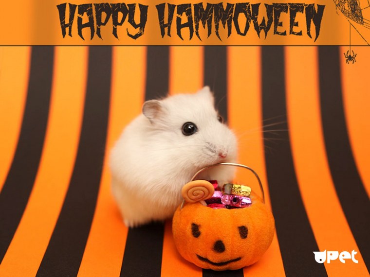 Хомяк сирийский ангорский серый