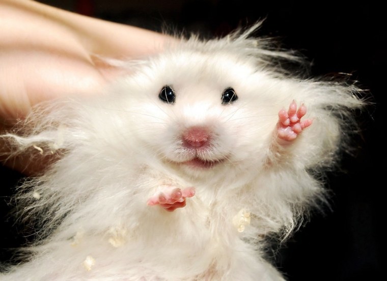 Морские свинки