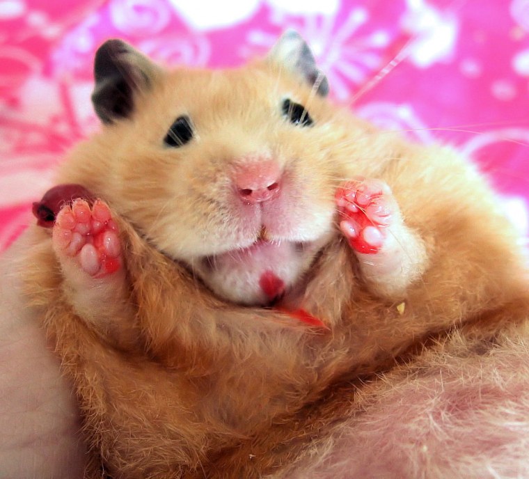 Хомячок в очках