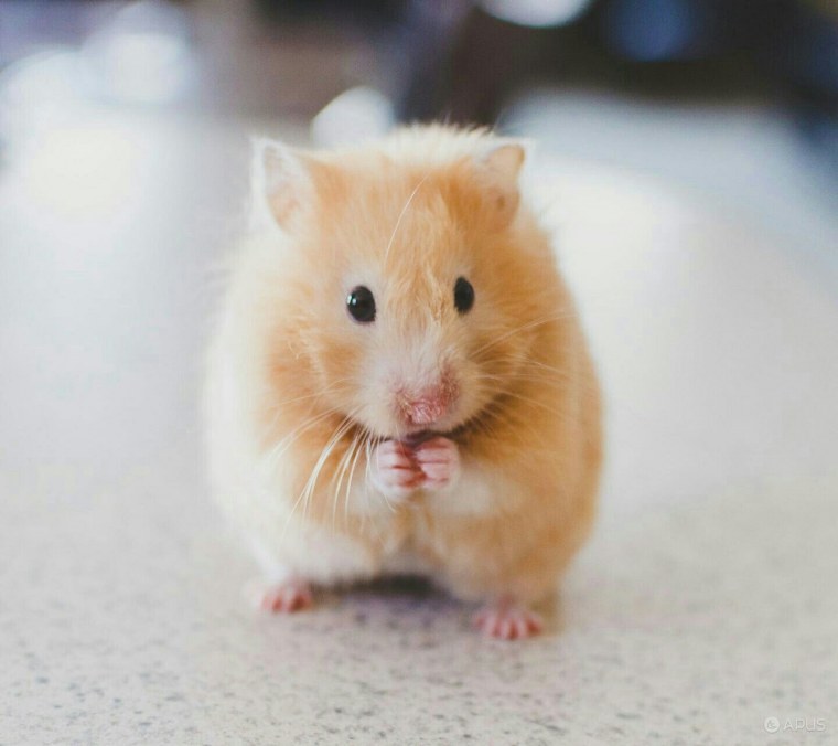 Животные в одежде