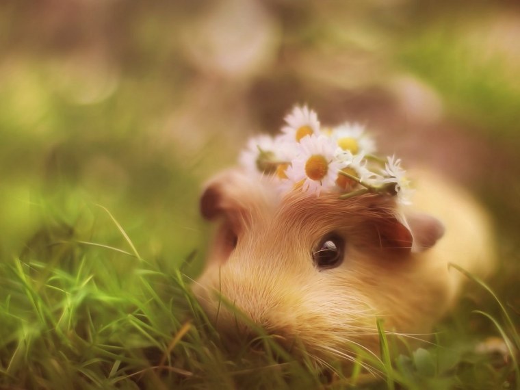 Морская Свинка Дамбо