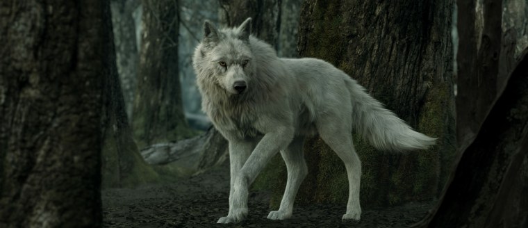 Вервольф оборотень Волколак