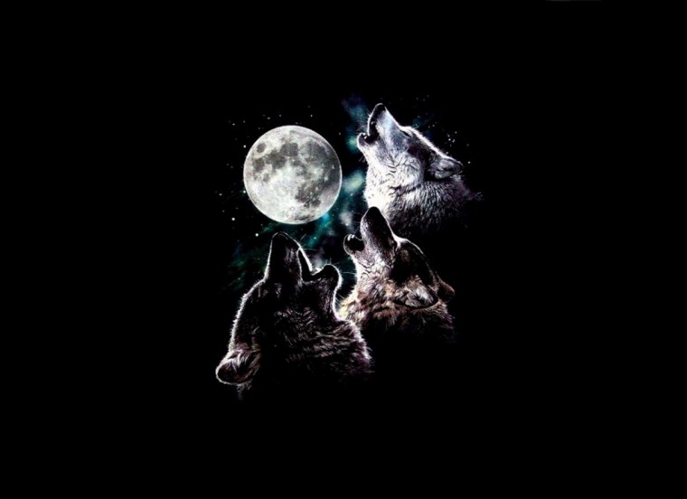 Волк на темном фоне