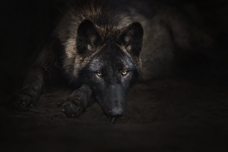 Волк одиночка