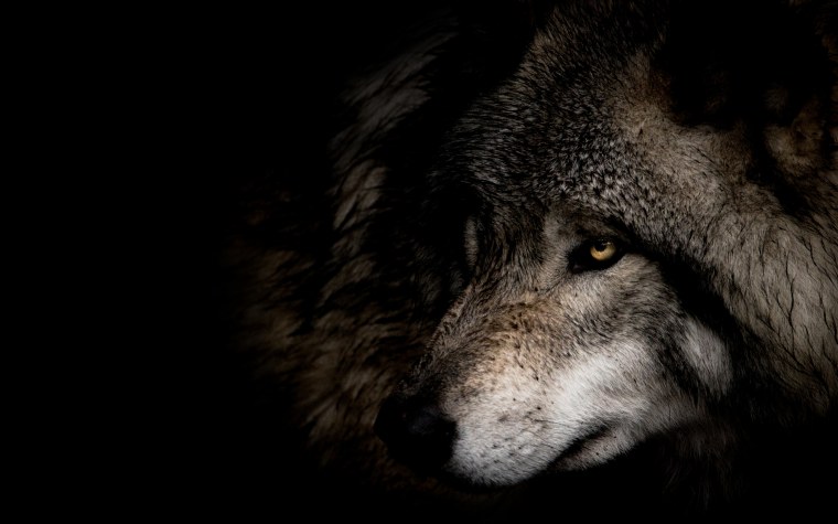 Волк в темноте