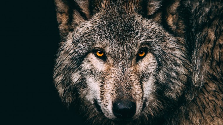 Оскаленный волк