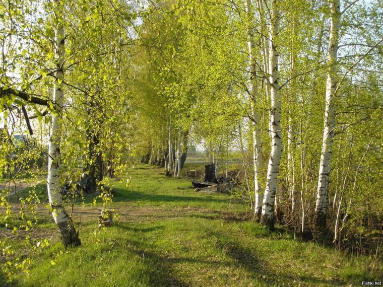 Родные просторы Пушгоры панорама