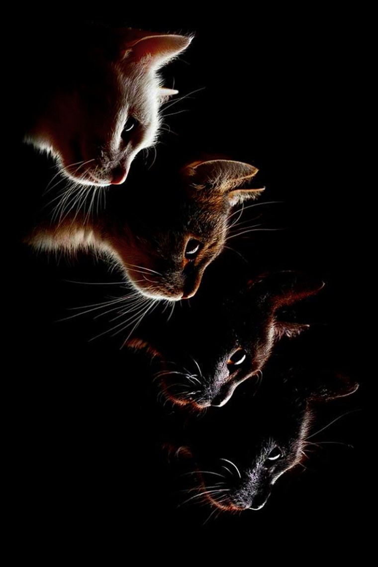 Котик на темном фоне