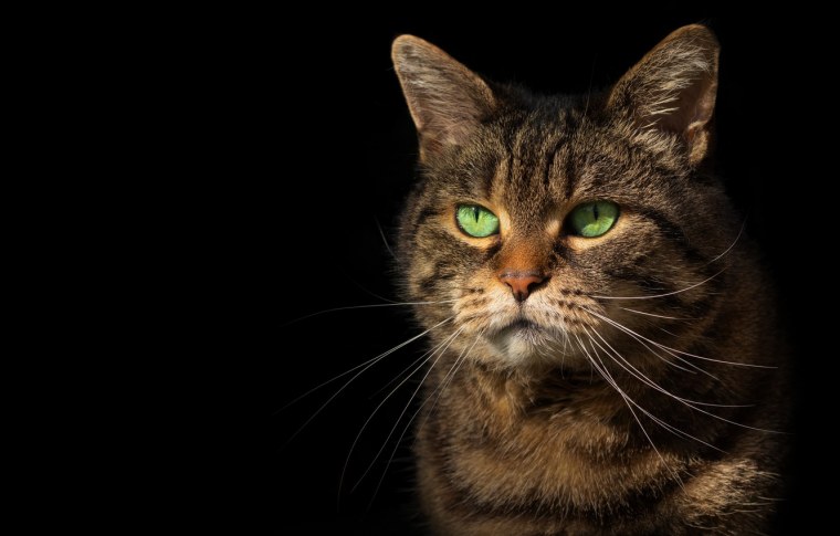 Морда кошки