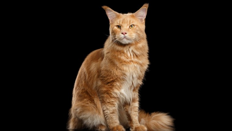 Мейн кун рыжий