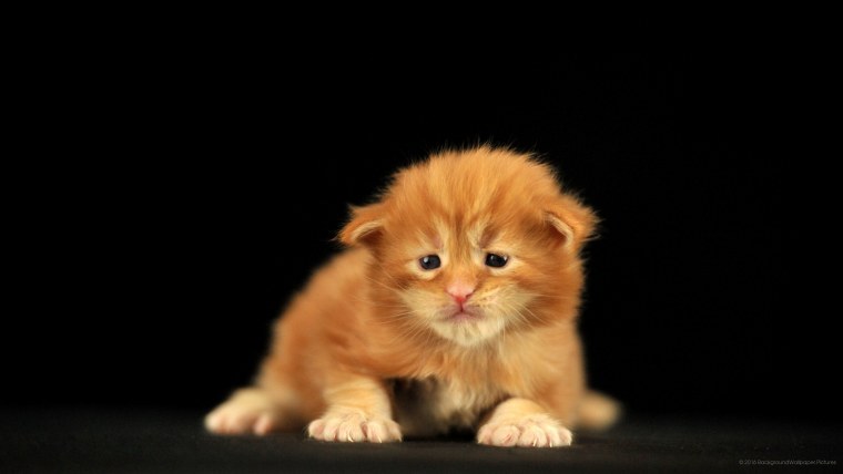 Рыжие коты на черном фоне