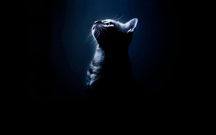 Рыжая кошка