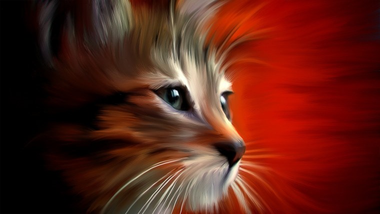 Кот на Красном фоне