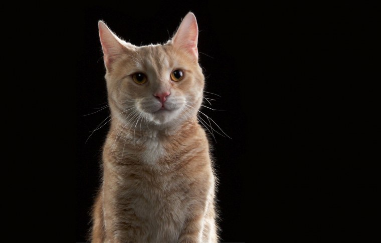 Рыжий котенок на черном фоне