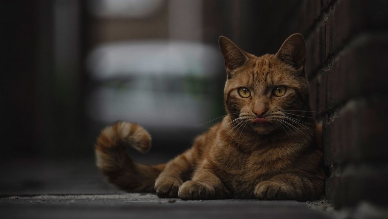 Рыжий котенок на черном фоне