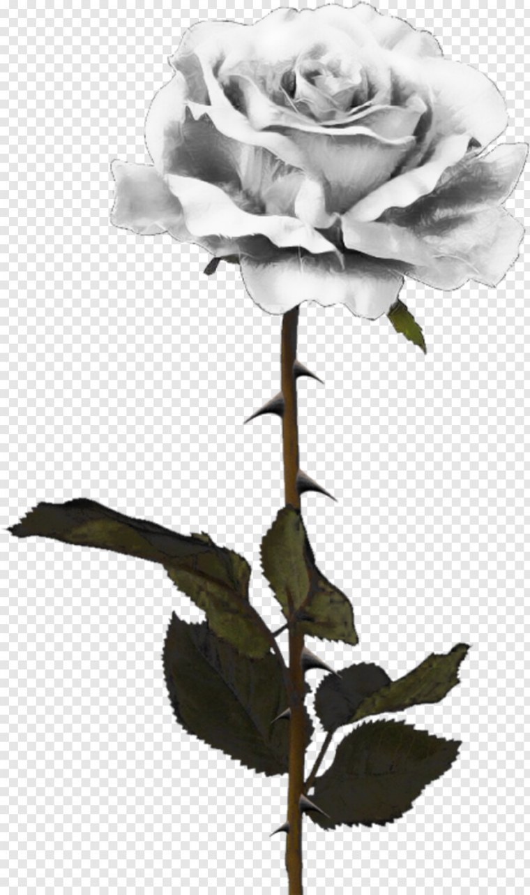 Стебель розы