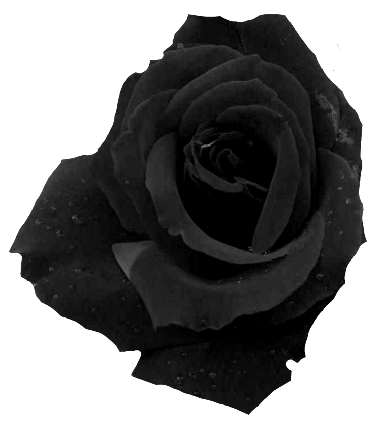 Цветы черно-белые на прозрачном фоне