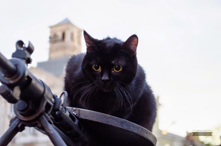 Кот Каратель