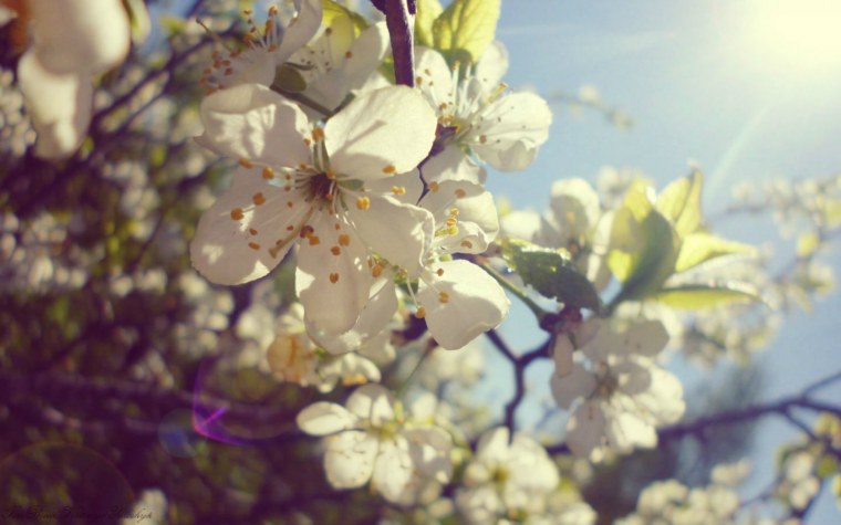 Весенняя аватарка