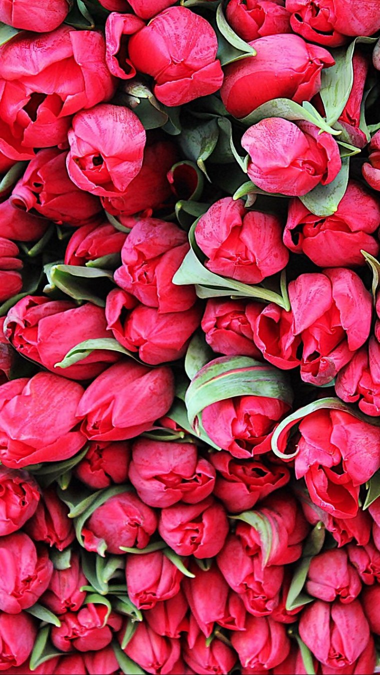 Цветы белые тюльпаны