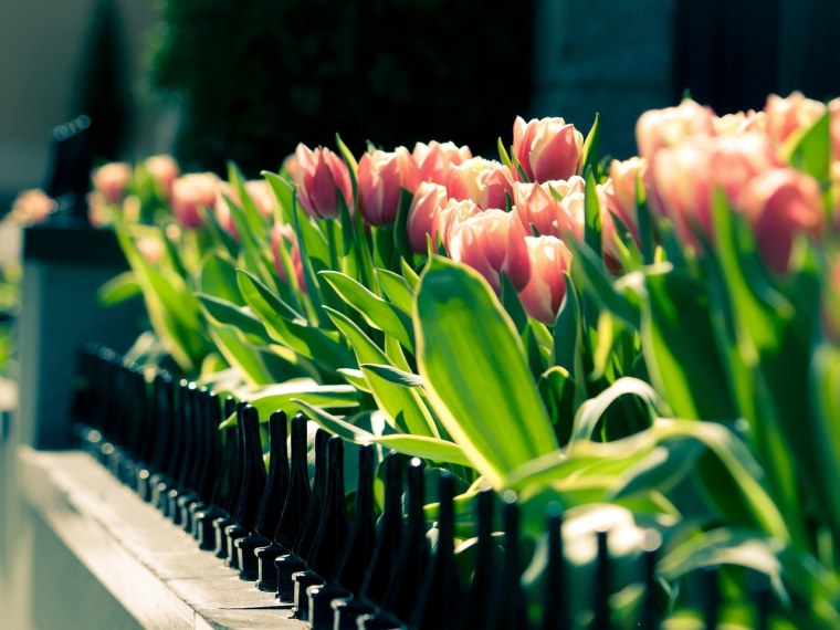 Тюльпаны на темном фоне