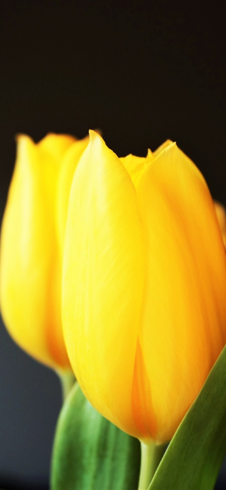 Цветы тюльпаны